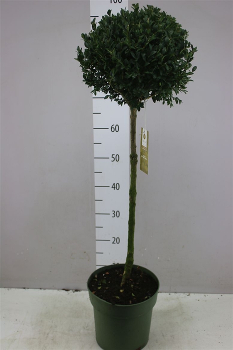 <h4>Buxus Semp X Bol Op Stam</h4>
