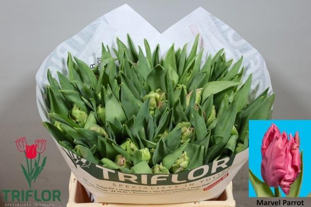 <h4>TU PA MARVEL PARROT</h4>