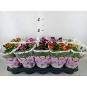 Chrysanthemum   ..mix 2