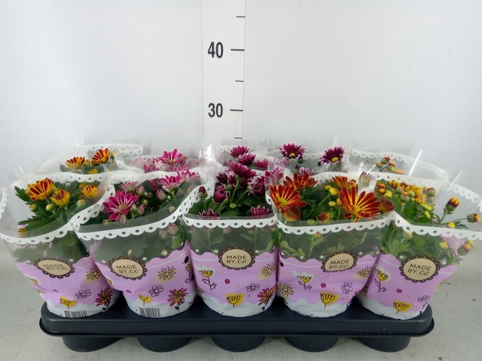 <h4>Chrysanthemum   ..mix 2</h4>