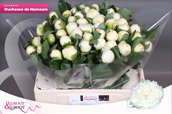 <h4>PAEO L DUCHES D NEMO</h4>