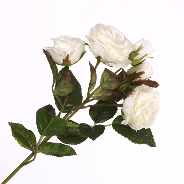 <h4>Rosa Spray Cream FL440242CRM</h4>