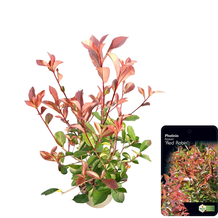 <h4>Photinia fras. 'Red Robin'</h4>