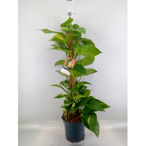 Epipremnum pinn.   ...moss stick