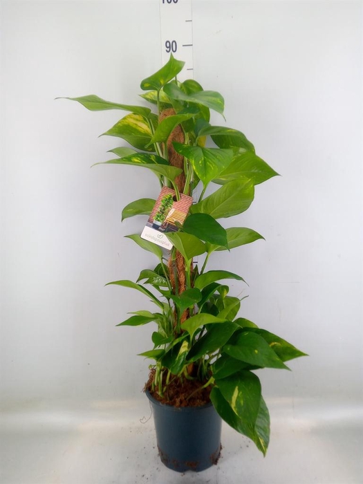 <h4>Epipremnum pinn.   ...moss stick</h4>