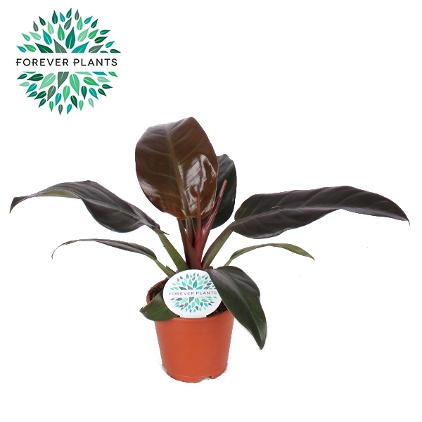 <h4>Philodendron Imperial RED p14</h4>