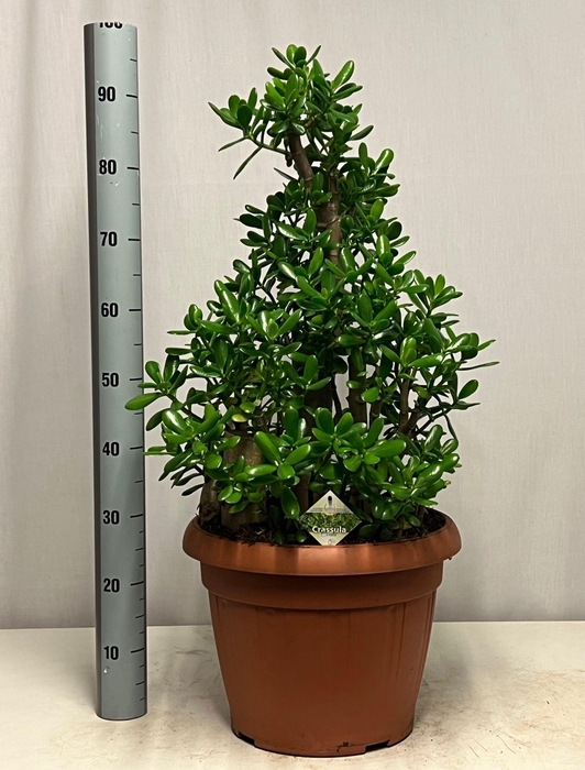 <h4>CRASS OVATA</h4>