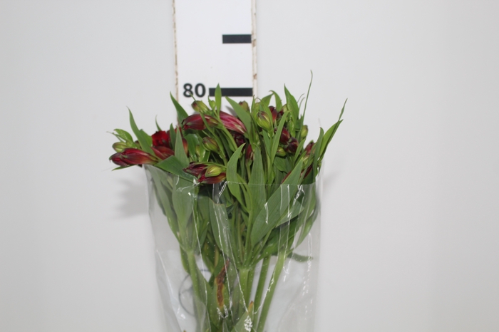 ALSTROEMERIA NATALYA 080 CM