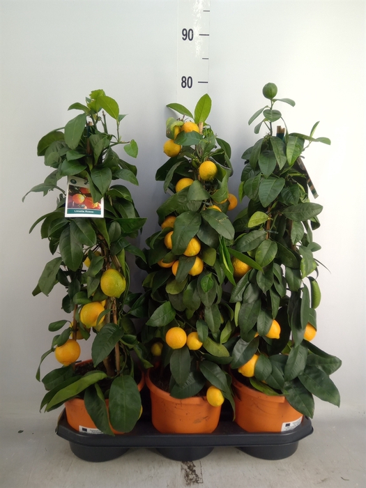 <h4>Citrus aurantifolia</h4>