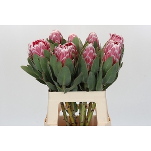 PROTEA LADY DI