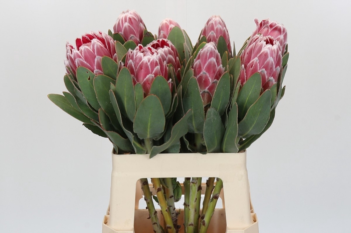 <h4>PROTEA LADY DI</h4>