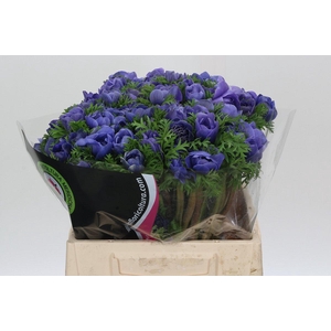 Anemone Levante Blue