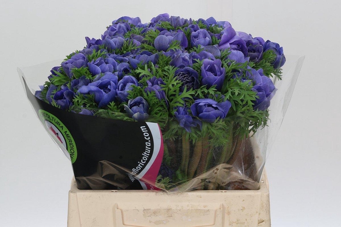 <h4>Anemone Levante Blue</h4>