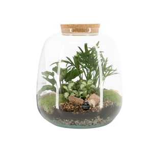 90425: Terrarium arrangement