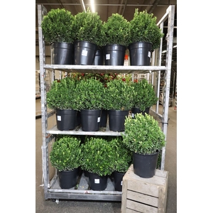 Euonymus Ja Gr Spire