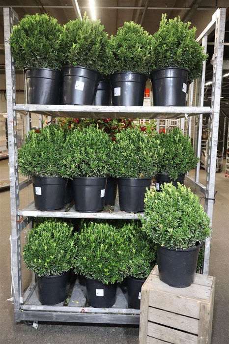 <h4>Euonymus Ja Gr Spire</h4>
