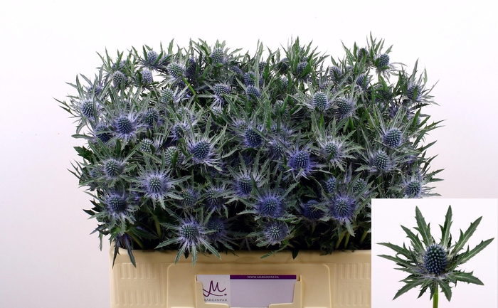 <h4>Eryngium Orion Questar</h4>