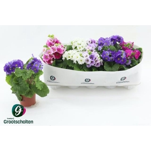 PRIM OB SWEETK A GEM