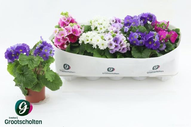 <h4>PRIM OB SWEETK A GEM</h4>