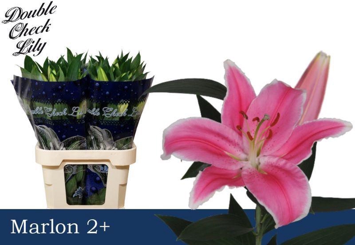 <h4>LI OR MARLON 2+</h4>