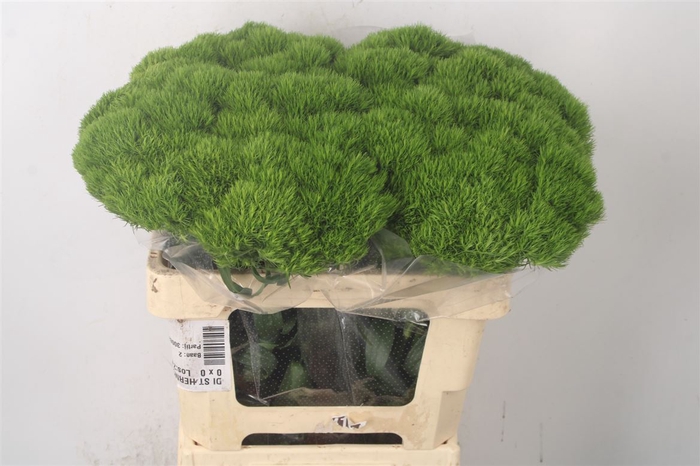 <h4>Di Barb Green Wicky</h4>