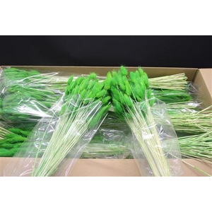 Lagurus Dark Green X30