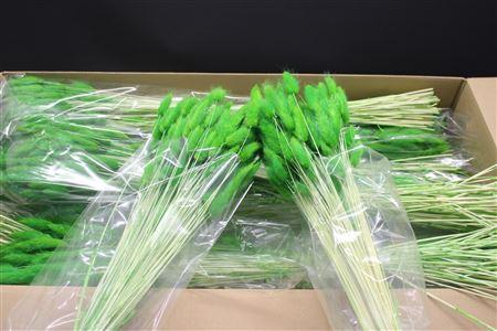 <h4>Lagurus Dark Green X30</h4>