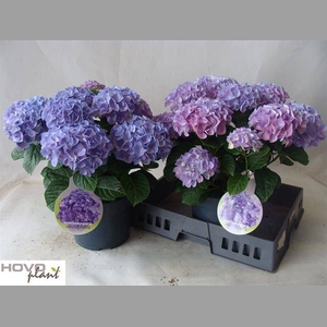 HYDR M BLUE