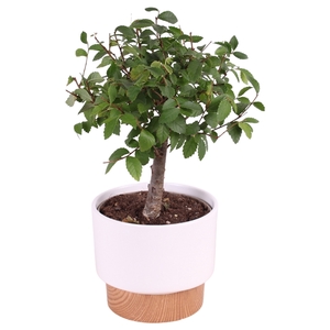 Bonsai Mixed ø12cm in ø13cm Crispy Clean Nº369