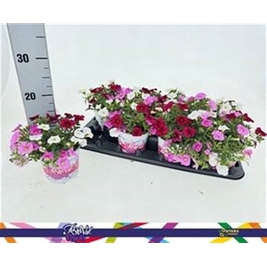 Calibrachoa gemengd