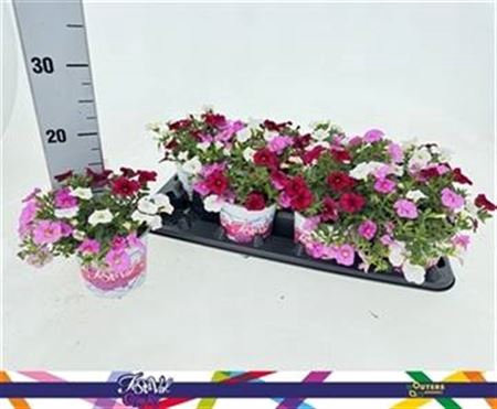 <h4>Calibrachoa gemengd</h4>