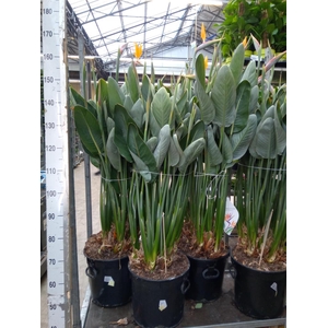 Strelitzia reg.
