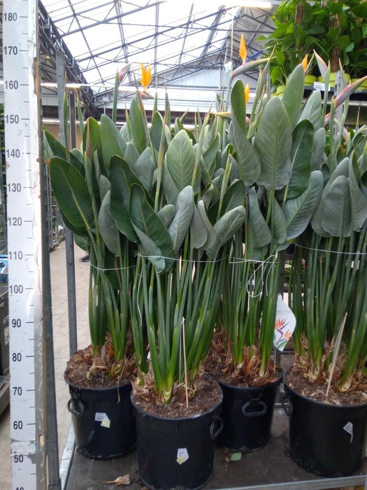 <h4>Strelitzia reg.</h4>