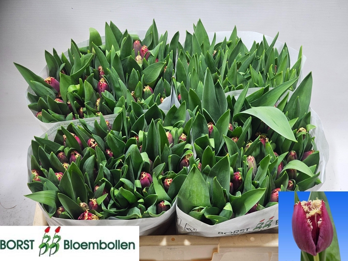 <h4>TU FR SAN PABLO</h4>