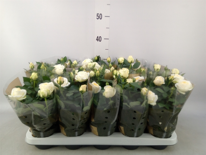 <h4>Rosa  'Belami Kordana'</h4>