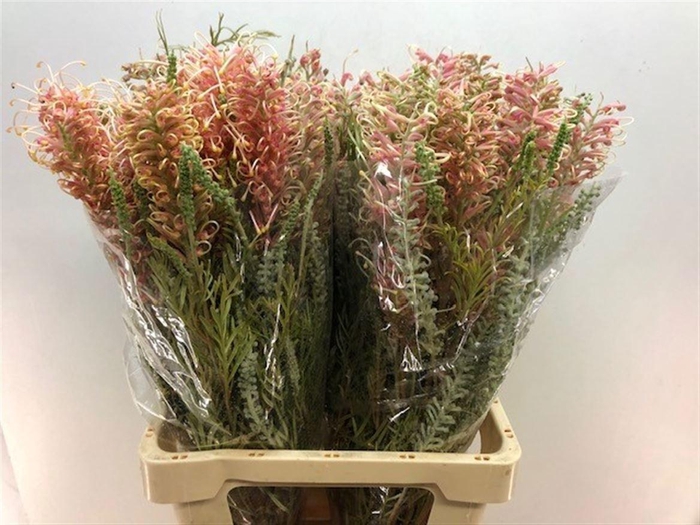 <h4>GREVI MISTY PINK</h4>