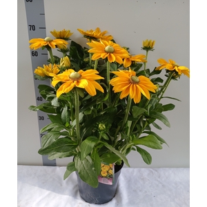 RUDB SUNBECK OPHELIA