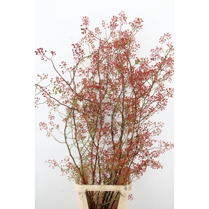 ROSA MAG PEARL 150CM