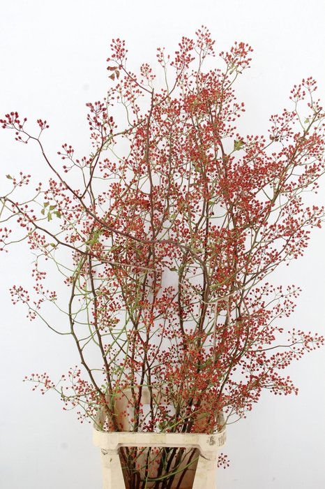 <h4>ROSA MAG PEARL 150CM</h4>