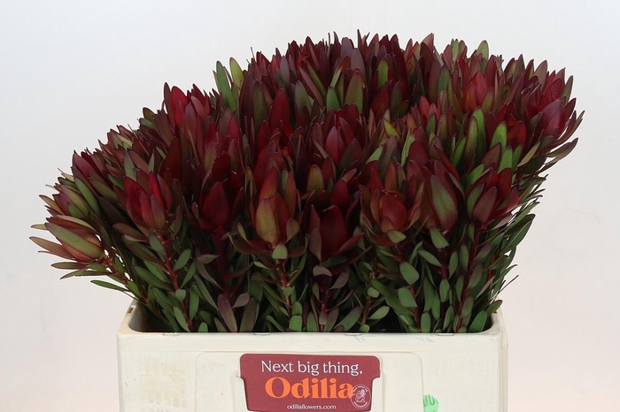 <h4>LEUCAD SAF SUNSET</h4>