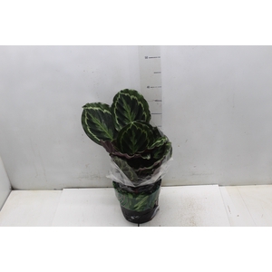 CALATHEA MEDALLION P17
