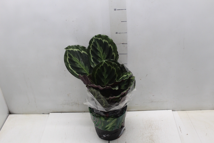 <h4>CALATHEA MEDALLION P17</h4>