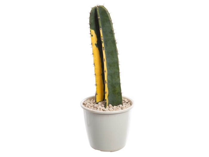 CACTUS CEREUS HILDEMANNIANUS P19