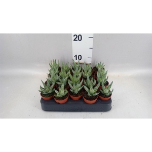 Aloe   ...