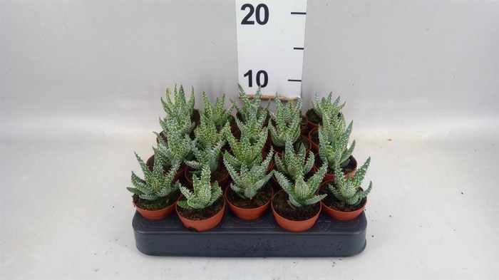 <h4>Aloe   ...</h4>