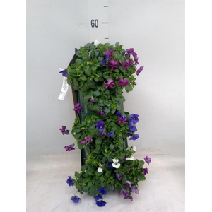 Viola corn. 'Evo Mini Yellow Blue'