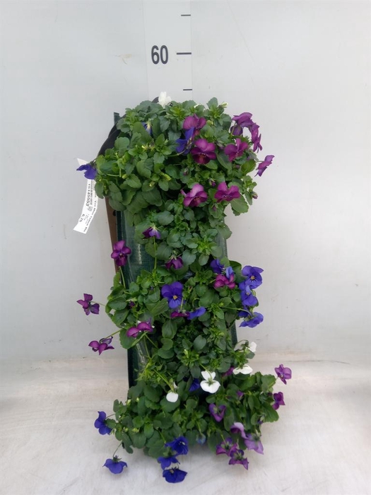 <h4>Viola corn. 'Evo Mini Yellow Blue'</h4>