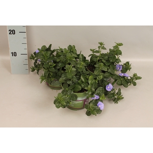 Convolvulus Early Blue (enkele bloem)