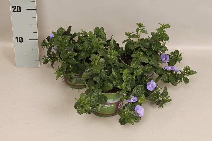 <h4>Convolvulus Early Blue</h4>