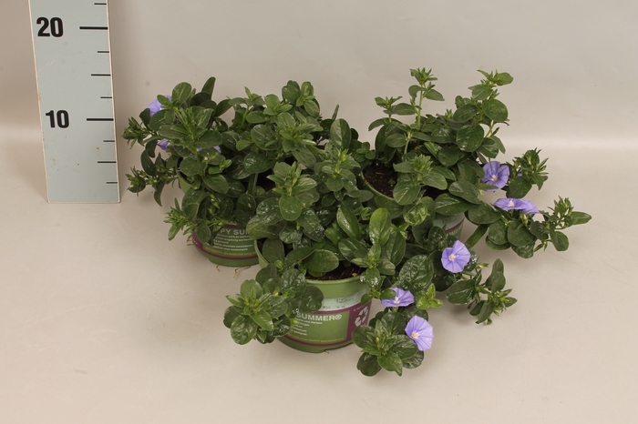 <h4>Convolvulus Early Blue (enkele bloem)</h4>